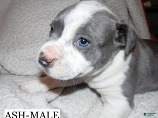 American Pit Bull Terrier dogs ASH - Ad 30