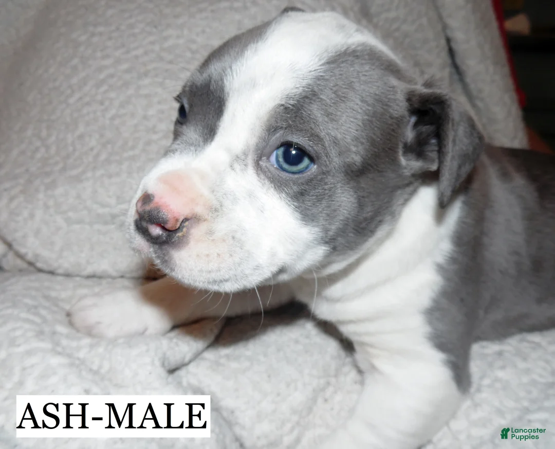 American Pit Bull Terrier dogs for sale: ASH - Ad 2