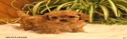 Cavapoo dogs for sale: Sophie - Ad 5