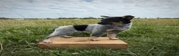 Australian Cattle Dog dogs for sale: River - Ad 1