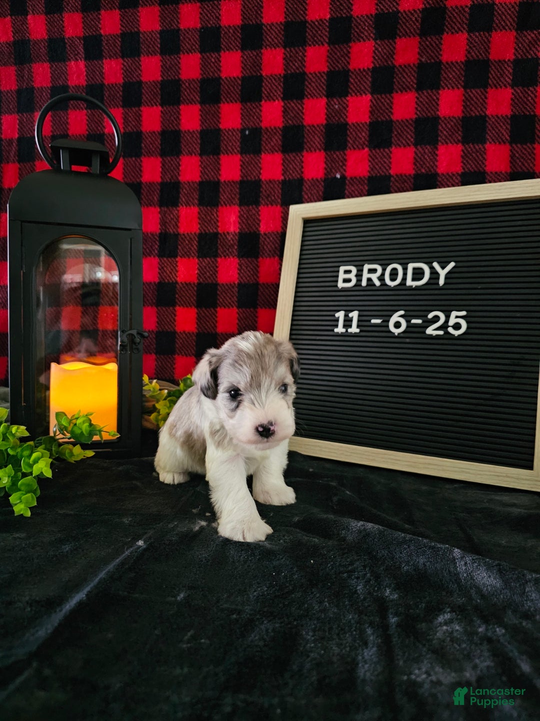 Miniature Schnauzer dogs for sale: Brody  - Ad 5