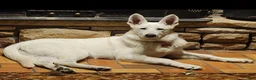 German Shepherd dogs for sale: Dolly - Ad 5