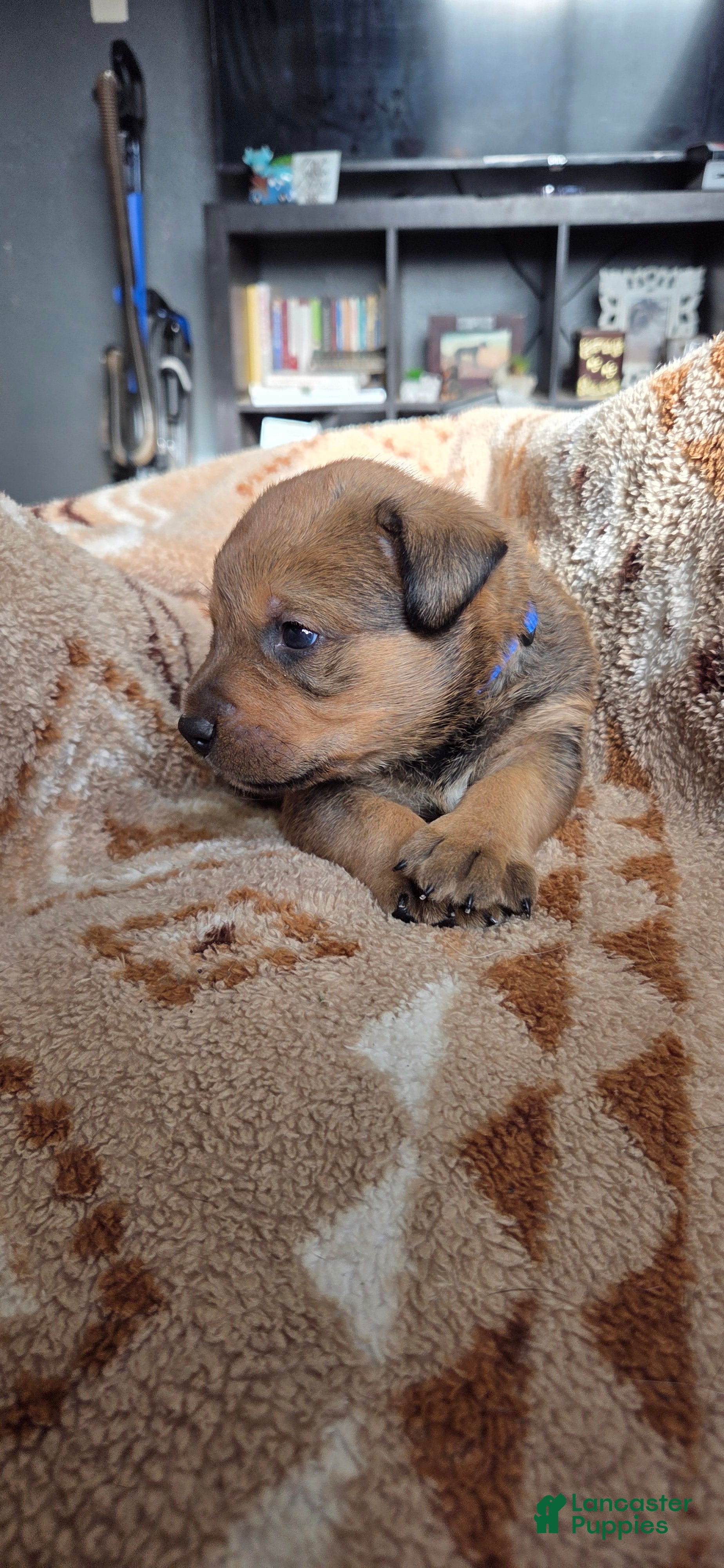 Mixed Breed dogs Sumo - Ad 2