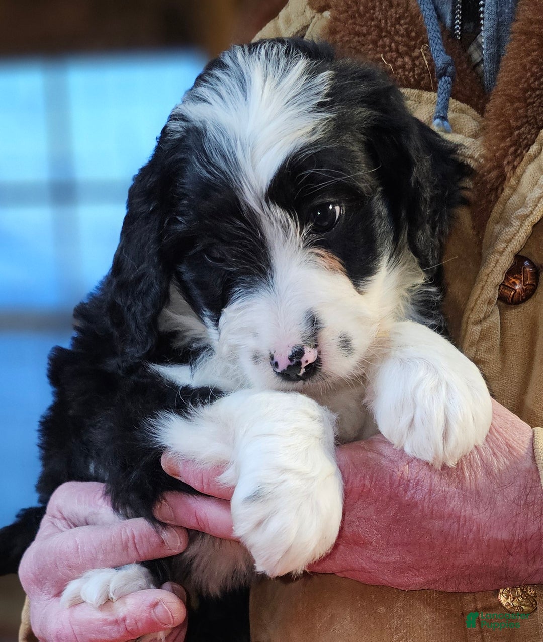 Bernedoodle dogs for sale: Bernedoodle Puppy 1 - Ad 8