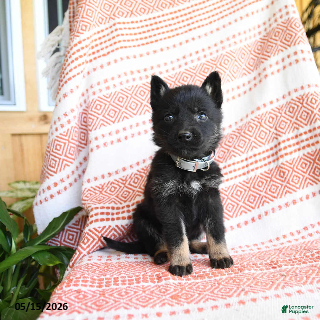 German Shepherd dogs for sale: Timothy - Ad 1