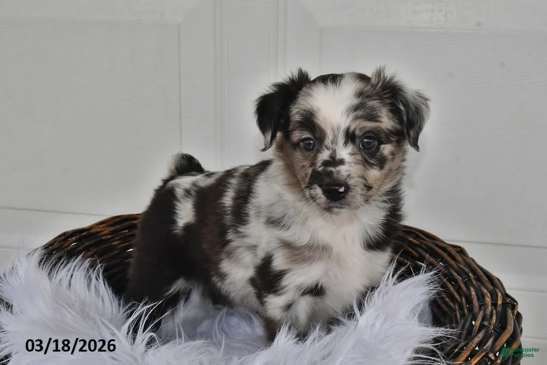 Aussiedoodle dogs for sale: Millie - Ad 1