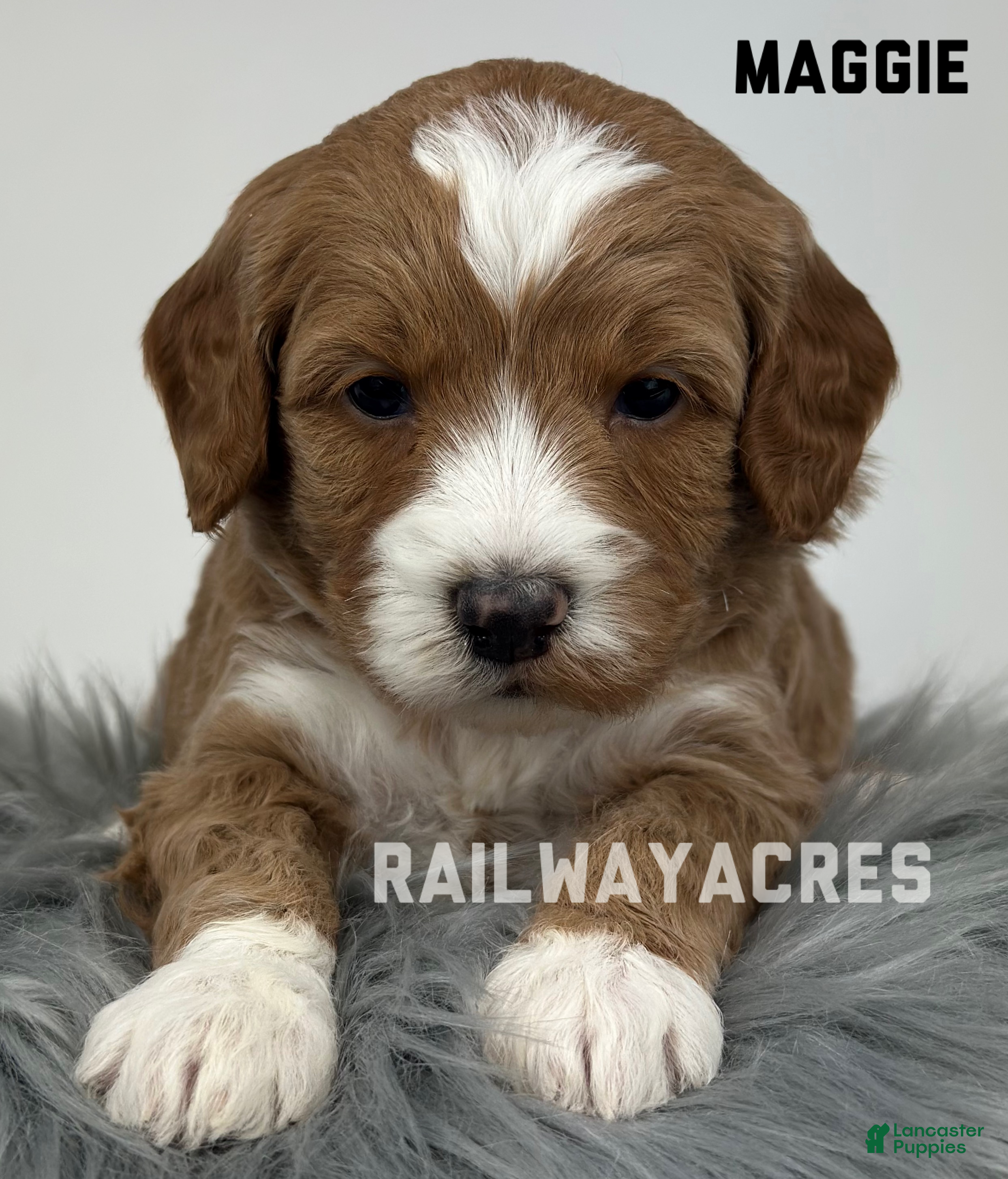 Goldendoodle dogs Maggie- F1b Mini - Ad 41