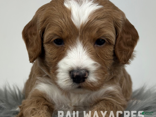 Goldendoodle dogs Maggie- F1b Mini - Ad 41