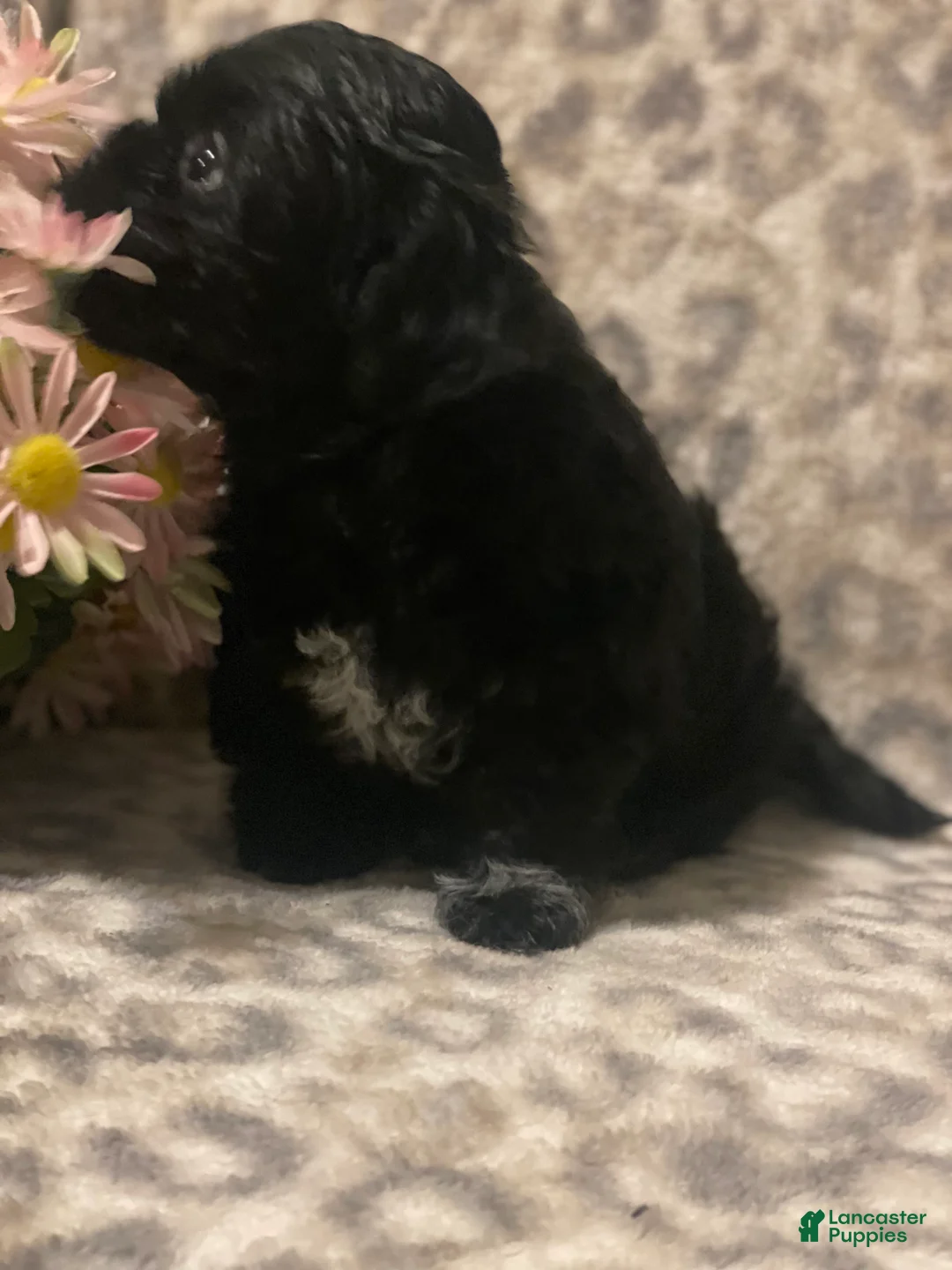 Teddy Bear dogs for sale: Teddy Bear Mindy - Ad 3