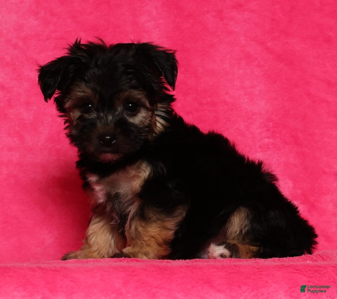 Yochon dogs for sale: Buddy - Ad 7