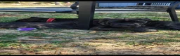 Cane Corso dogs for sale: Cane Corso 2 - Ad 4