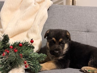 German Shepherd dogs German Shepherd Puppy 2 - Ad 38