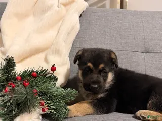 German Shepherd dogs German Shepherd Puppy 2 - Ad 7