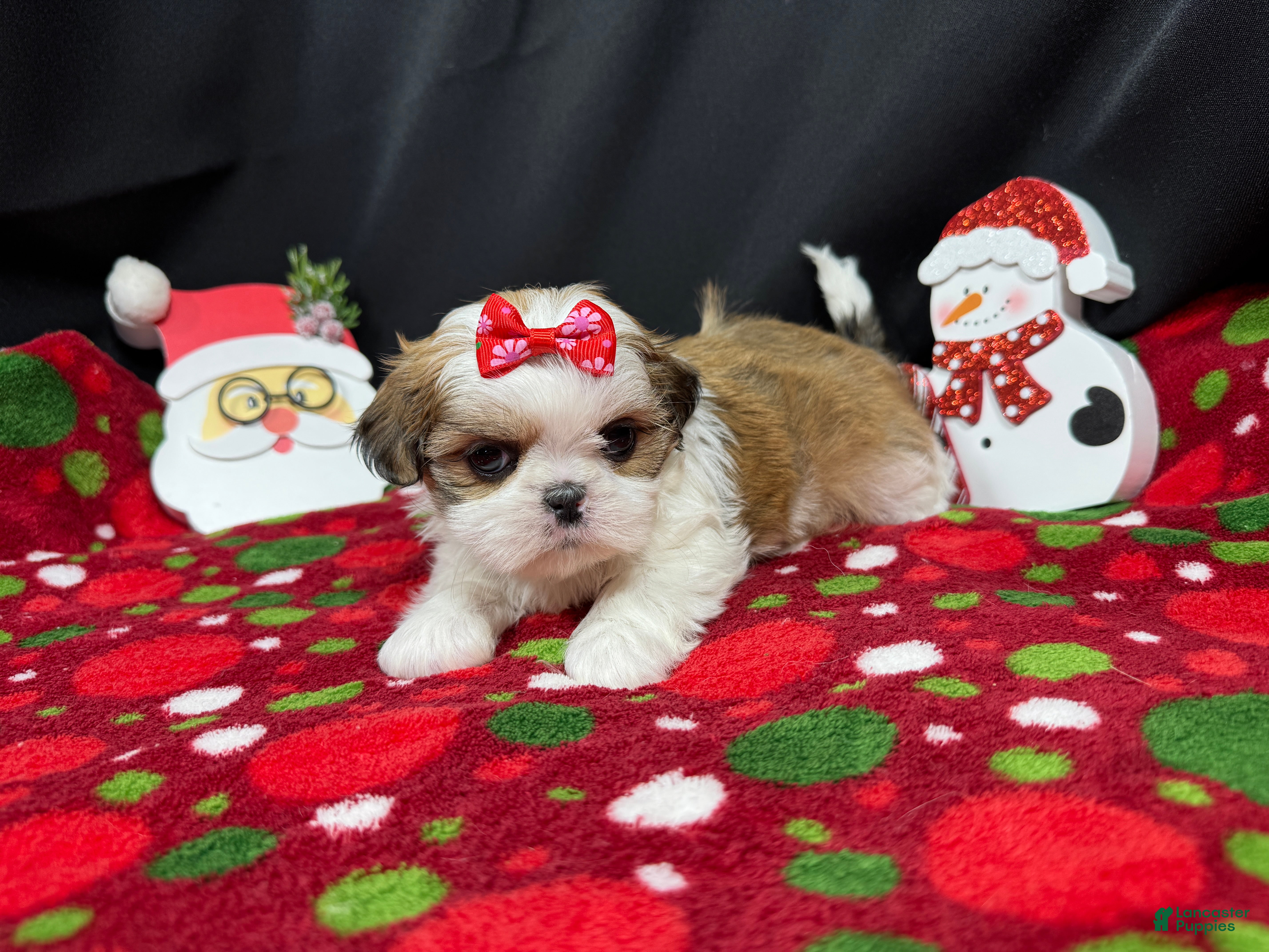 Shih Tzu dogs Shih Tzu Puppy 5 - Ad 5