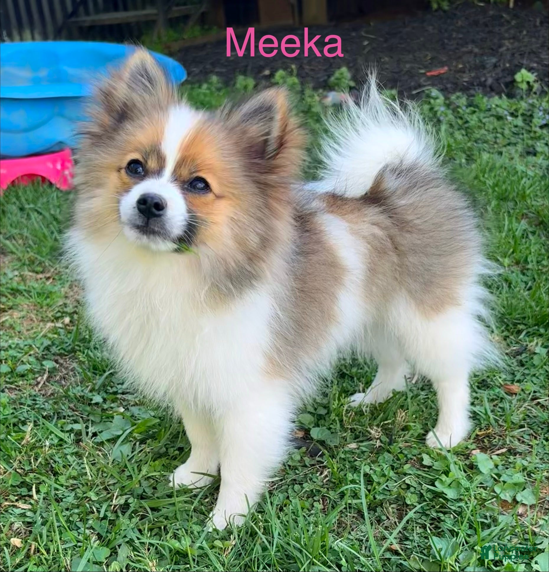 Pomeranian dogs AKC - Meeka  - Ad 1