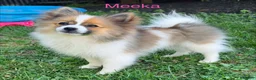 Pomeranian dogs for sale: Pomeranian Puppy 1 - Ad 5