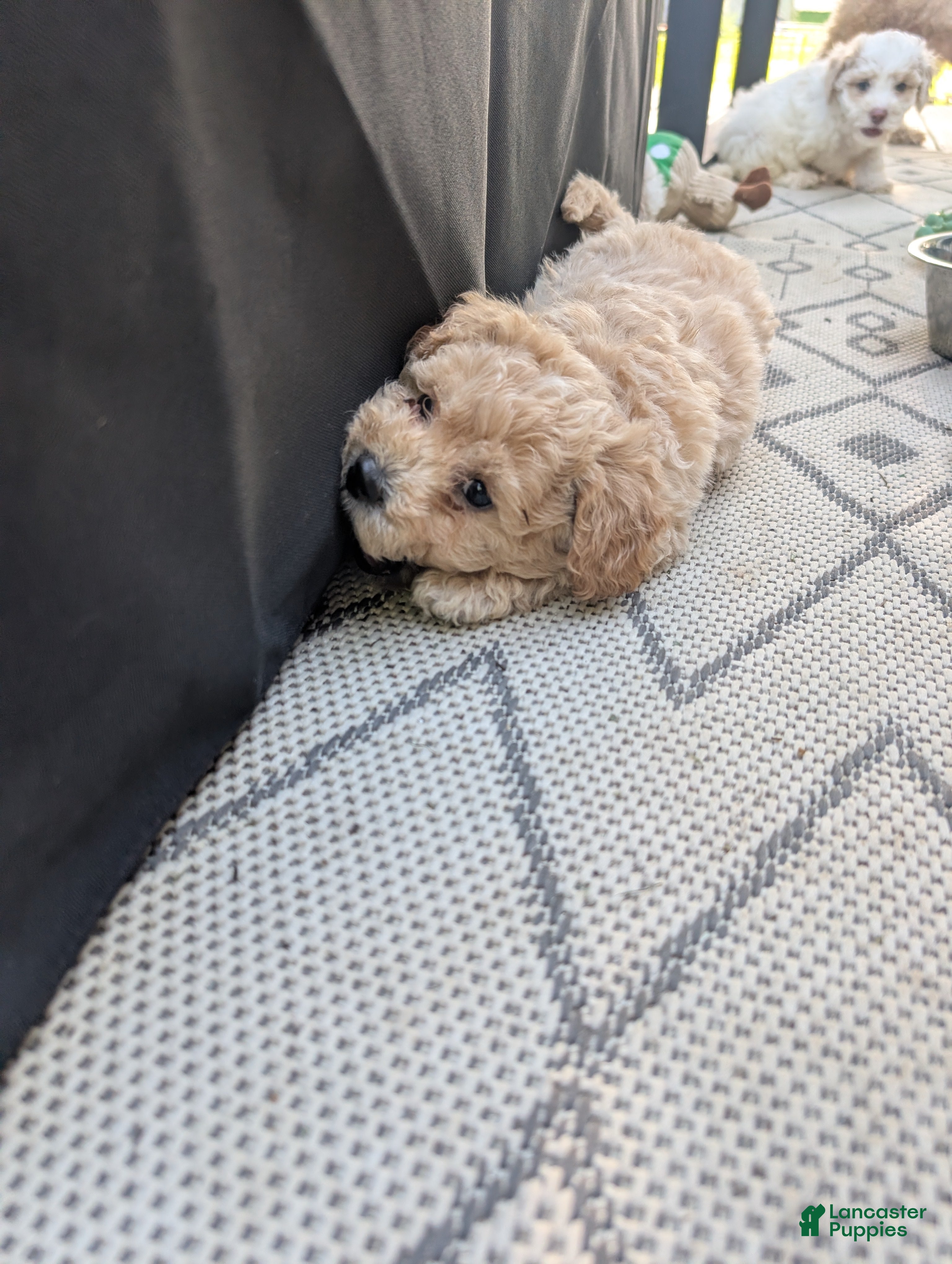 Bichpoo dogs Layla - Ad 1