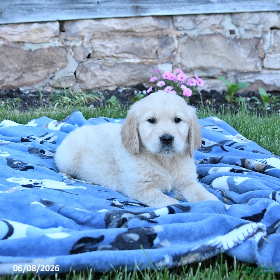 Golden Retriever dogs Blizzard - Ad 2