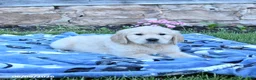 Golden Retriever dogs for sale: Blizzard - Ad 2
