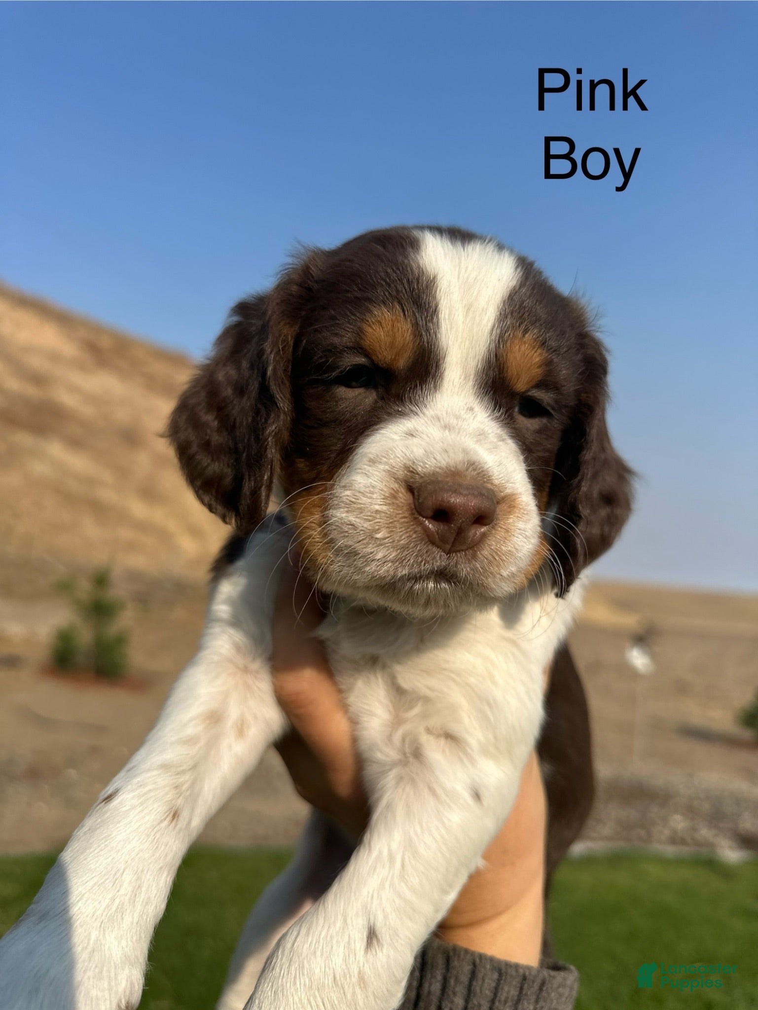 Mixed Breed dogs Mixed Breed 4 - Ad 16