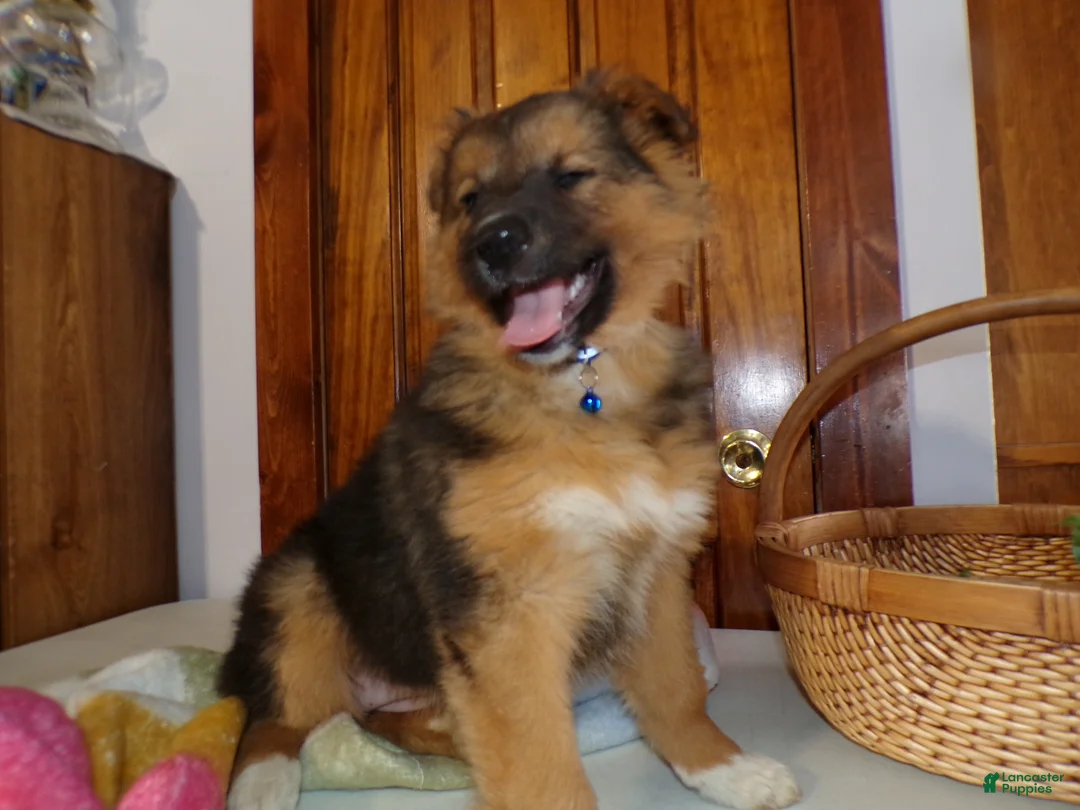 Mixed Breed dogs for sale: Mixed Breed Puppy 8 Jess  - Ad 1