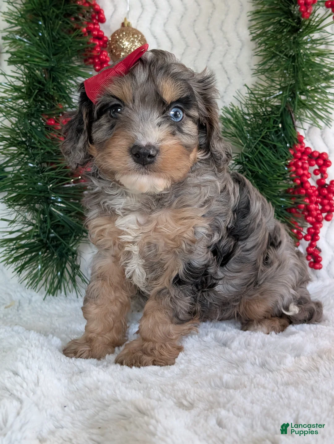 Cavapoo dogs for sale: Nemo - Ad 9