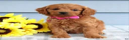 Cavapoo dogs for sale: Cora - Ad 5