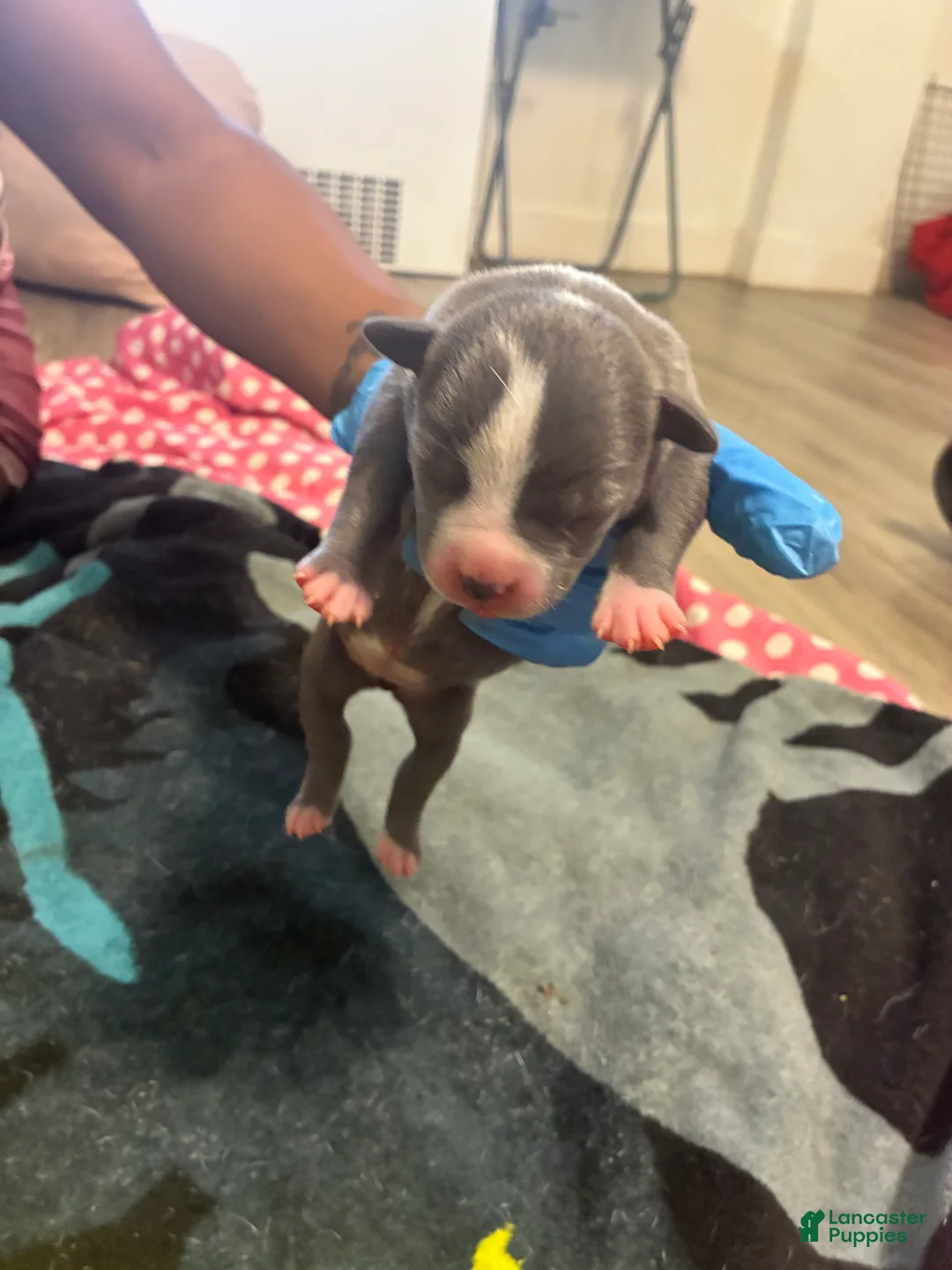 American Bully dogs for sale: American Bully Puppy 8 - Ad 1