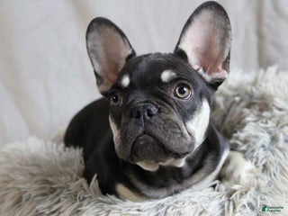 French Bulldog dogs Twin B - Ad 2
