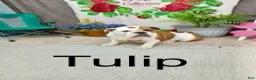 English Bulldog dogs for sale: Tessa - Ad 9