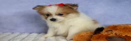 Pomeranian dogs for sale: Eric🐾 - Ad 16