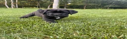 Cane Corso dogs for sale: Max - Ad 4