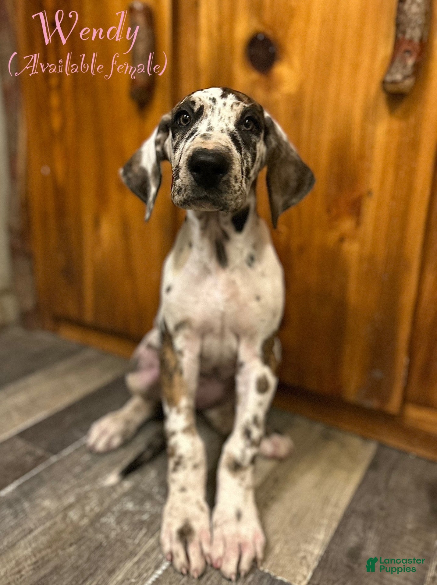 Wendy (Great Dane, Female) in Beaver Dams, NY