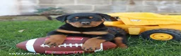 Rottweiler dogs for sale: Raven - Ad 1