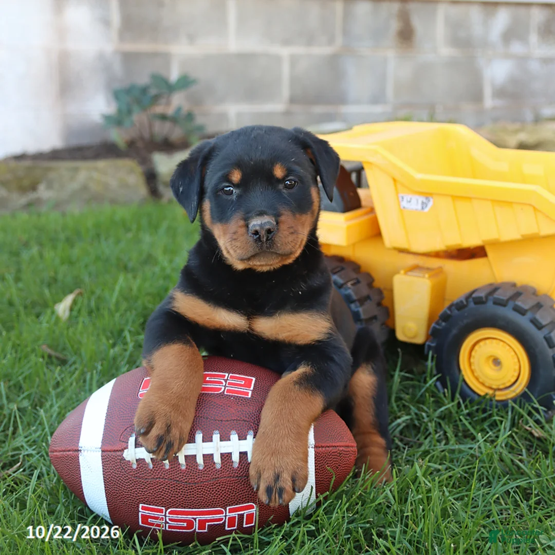 Rottweiler dogs for sale: Raven - Ad 1