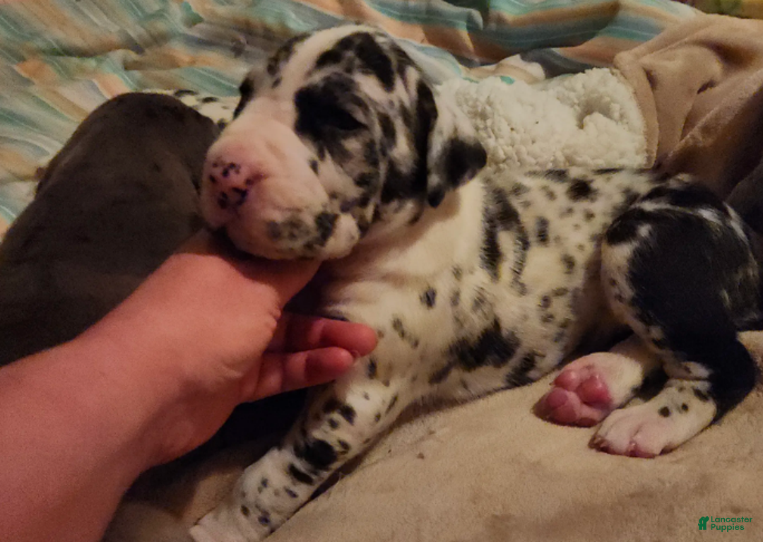 Great Dane dogs for sale: TOP QUALITY EURO - Ad 3