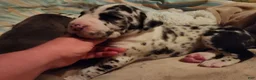 Great Dane dogs for sale: TOP QUALITY EURO - Ad 3