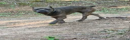 Cane Corso dogs for stud: Bam bam Italian cane corso  - Ad 8