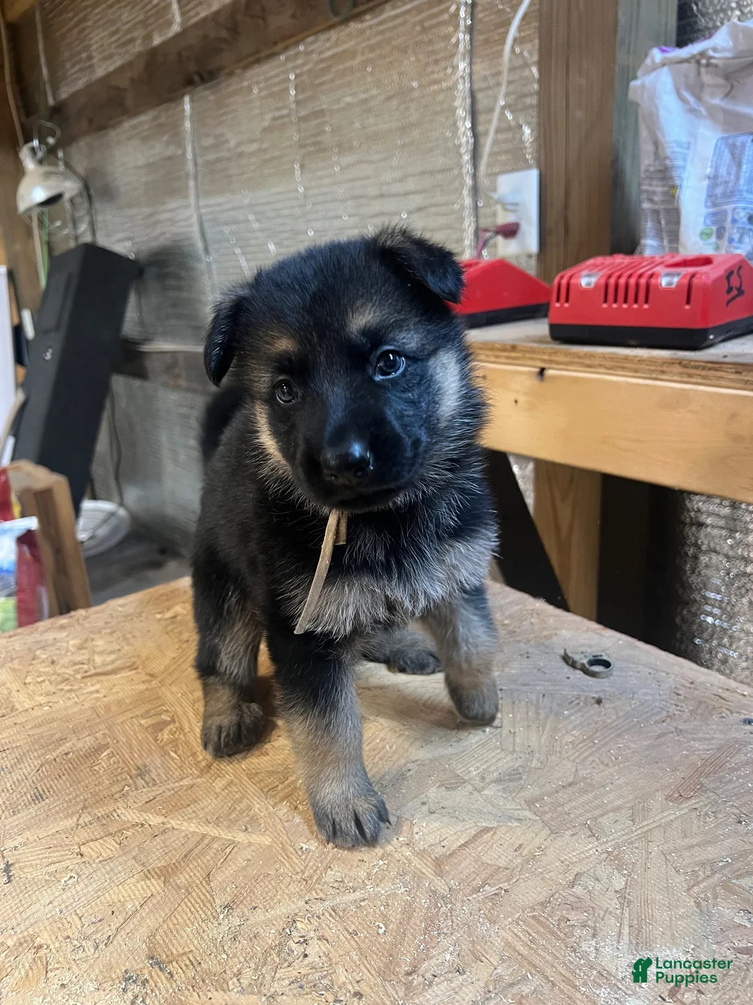 German Shepherd dogs for sale: Female 2 - Ad 1
