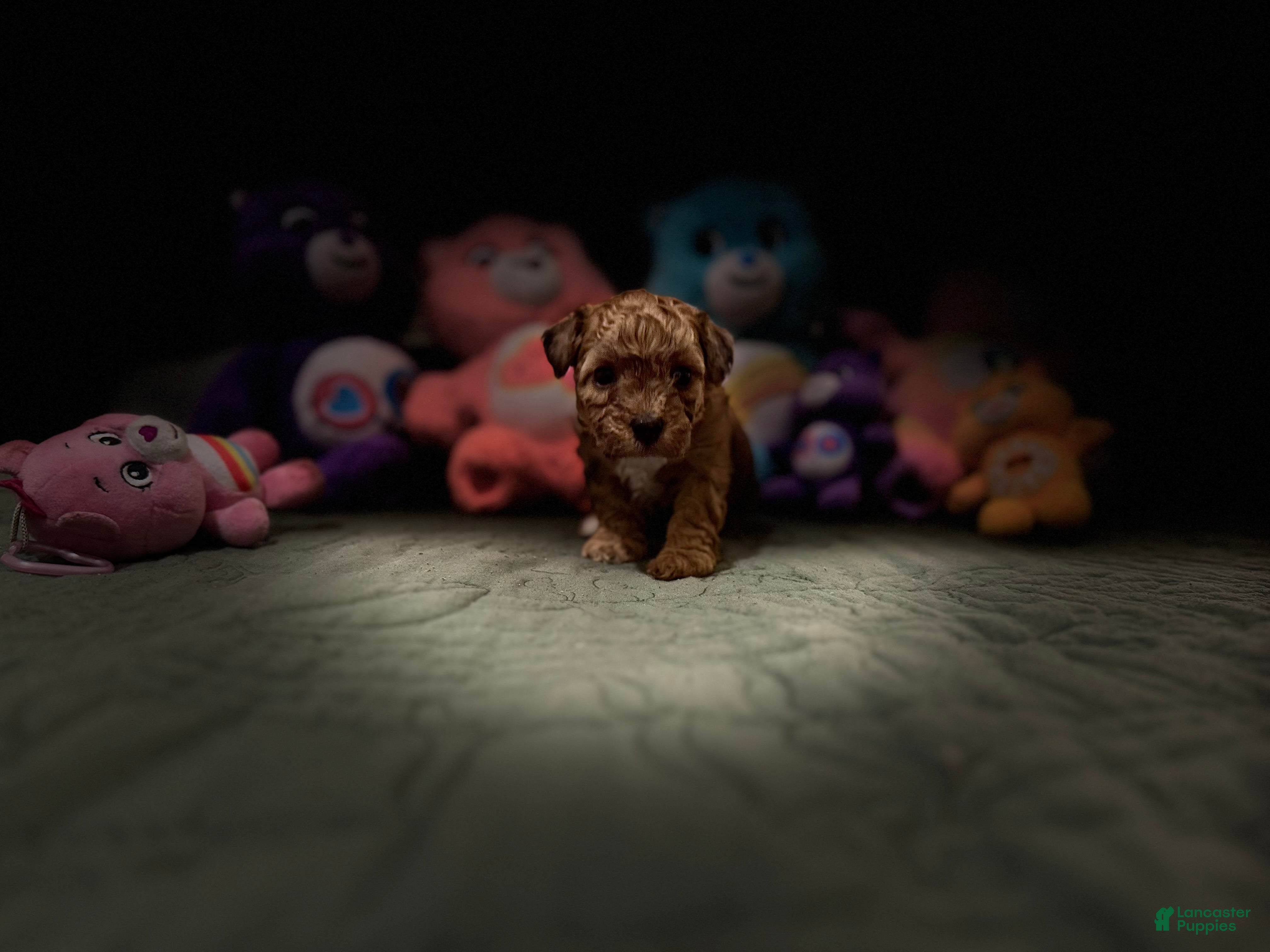 Toy Poodle dogs Caramelo - Ad 37