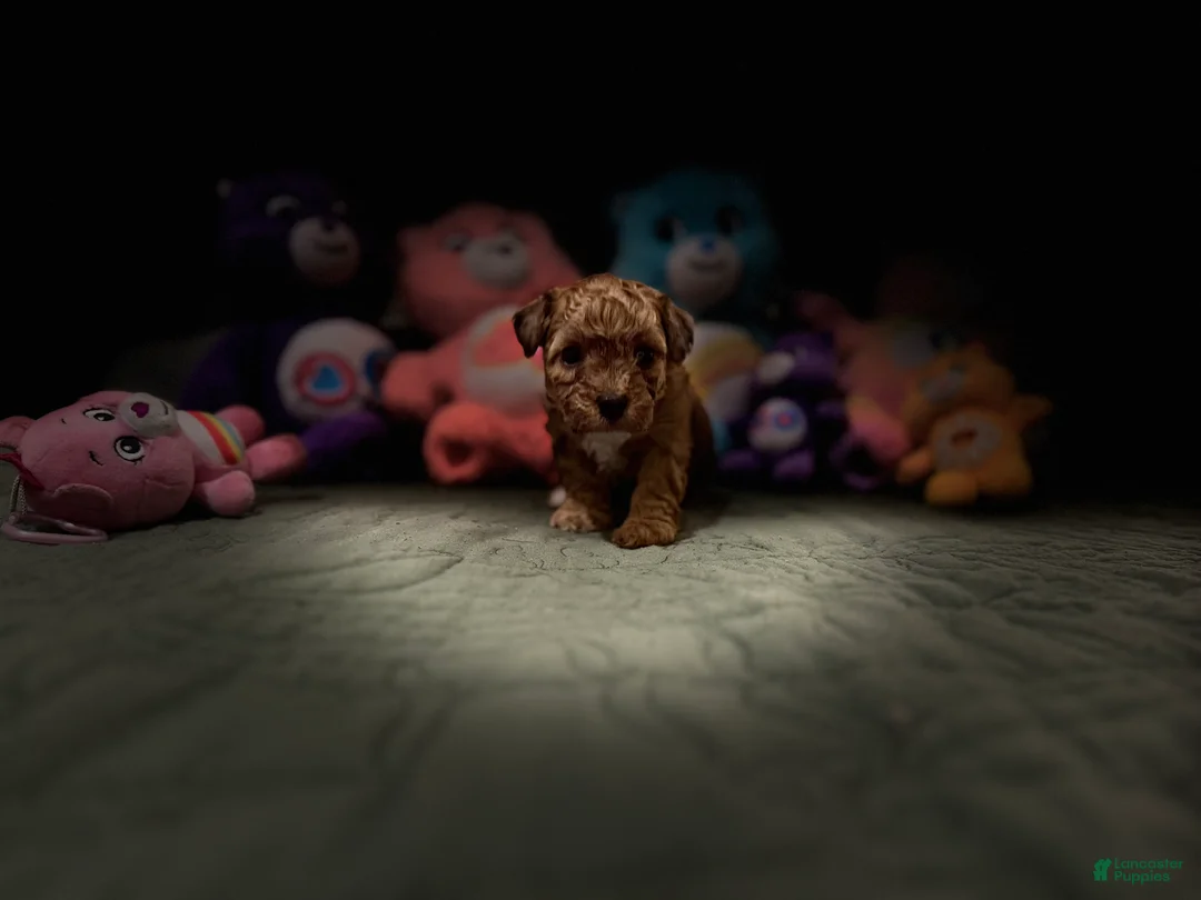 Toy Poodle dogs for sale: Caramelo - Ad 1