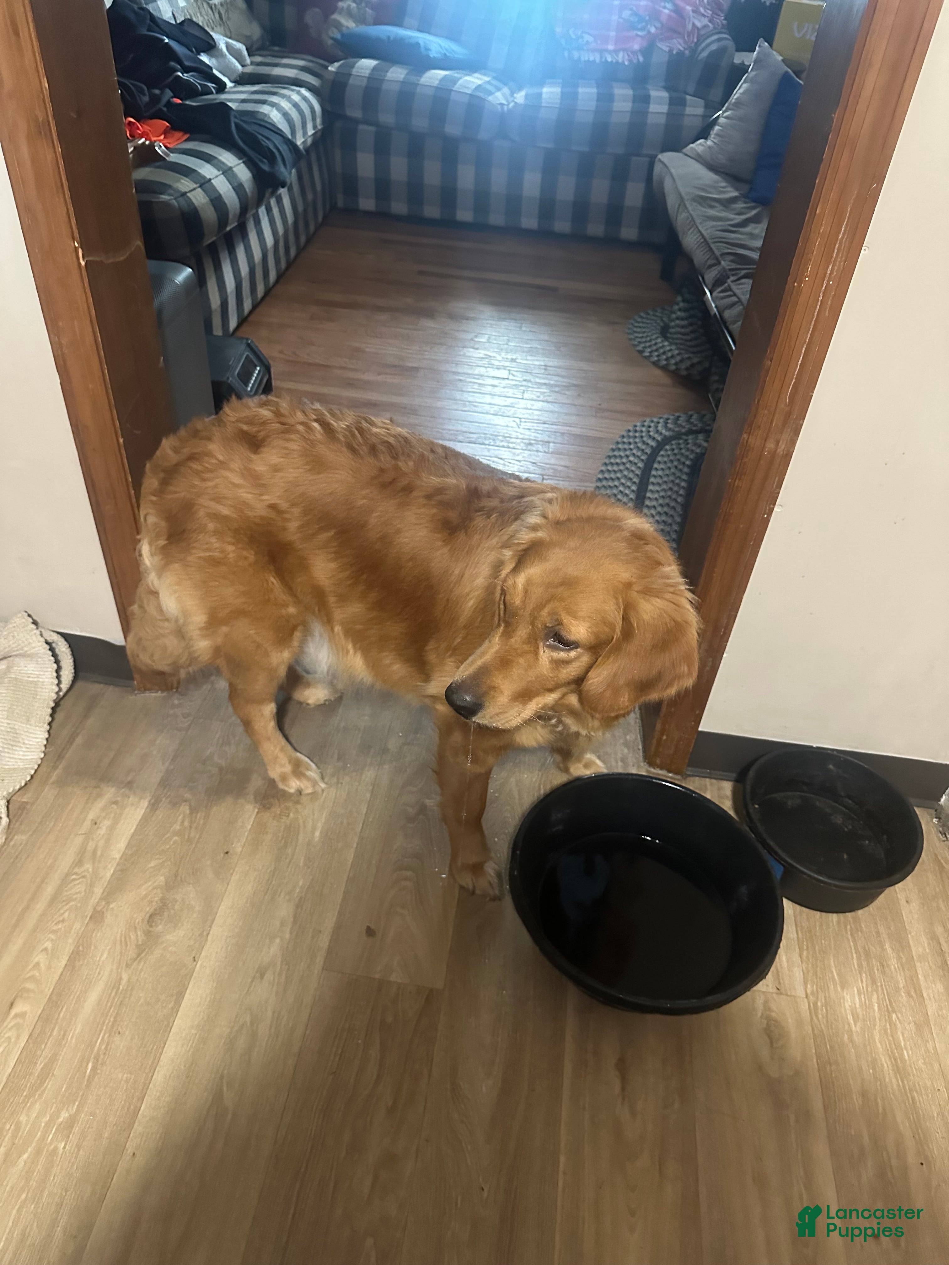 Golden Retriever dogs Golden Retriever 1 - Ad 40