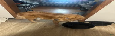 Golden Retriever 1