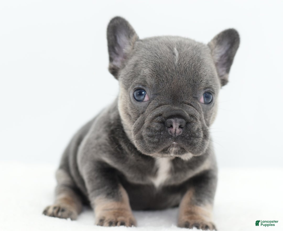 Mixed Breed dogs for sale: Queen lilac tricolor  - Ad 29