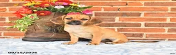 Puggle dogs for sale: Star - Ad 1