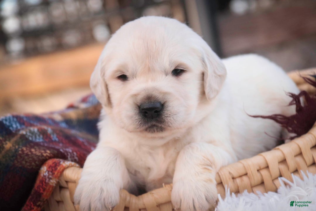 Golden Retriever dogs for sale: Rumble - Ad 1