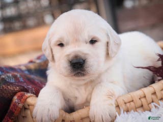 Golden Retriever dogs Rumble - Ad 5