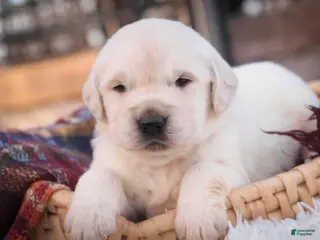 Golden Retriever dogs Rumble - Ad 20