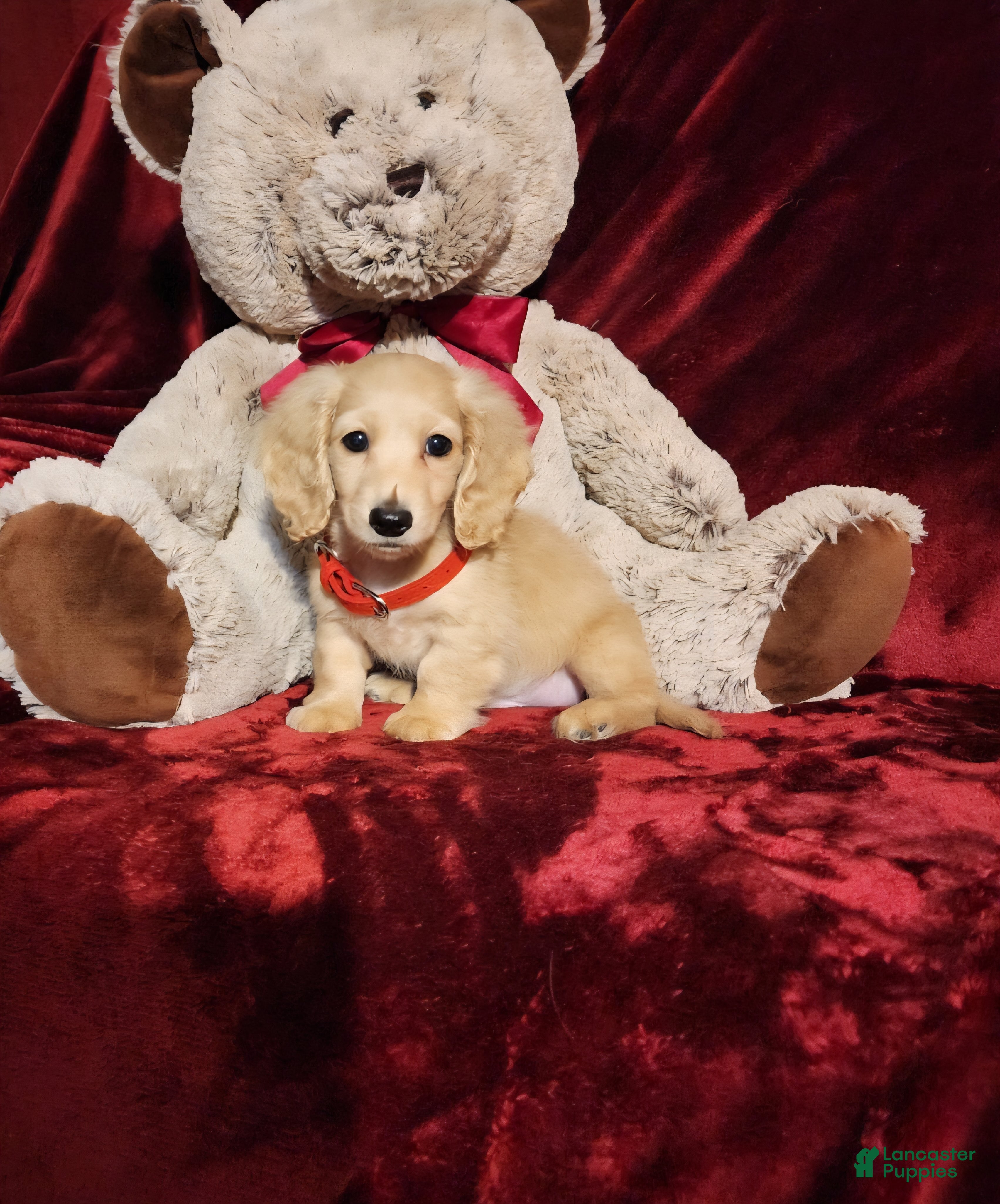 Miniature Dachshund dogs HOUSTON - Ad 11