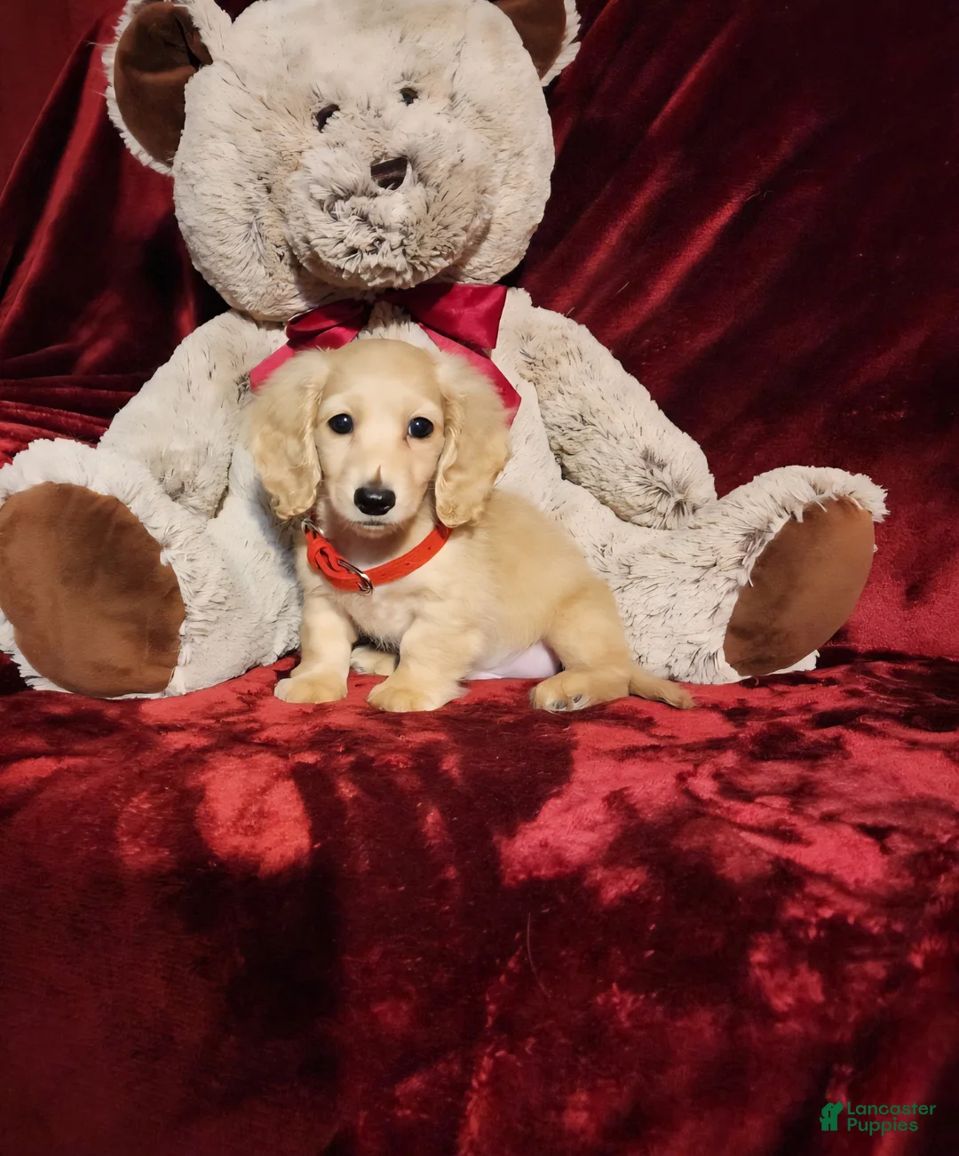 Miniature Dachshund dogs for sale: HOUSTON - Ad 1